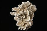 Selenite Desert Rose on Stand - Chihuahua, Mexico #264526-1